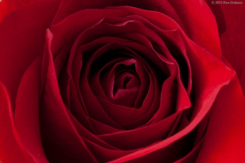 Red Rose